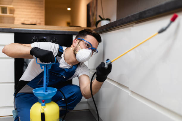 Best Flea Control Services  in Lenoir City, TN