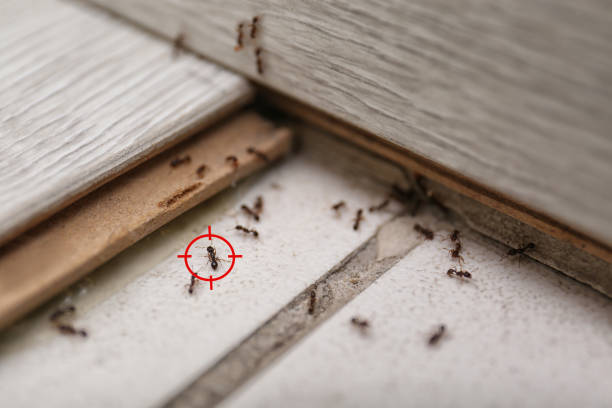 Best Termite Control Services  in Lenoir City, TN