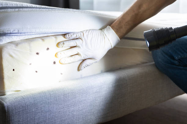 Pest Prevention Services in Lenoir City, TN