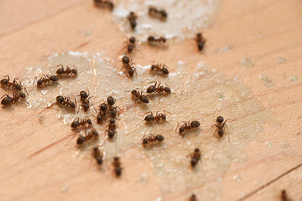 Best Residential Pest Control  in Lenoir City, TN