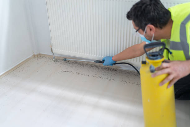 Best Wasp Removal Services  in Lenoir City, TN